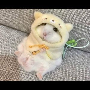 Meet your Posher, Chase